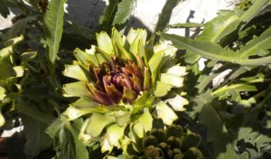 Artichokes