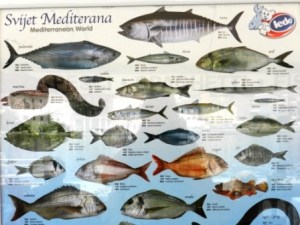 recognising the fish