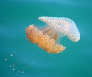 Jelly fish