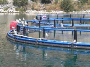 Fish farm